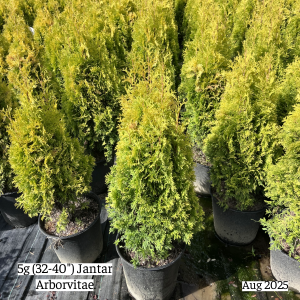 August 2025 5g Jantar Arborvitae Group Website